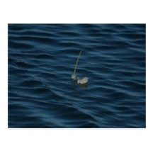 Flower in the Water Postcard