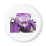flower, iris purple fridge magnet