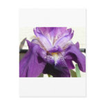 flower, iris purple postcard