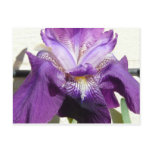 flower, iris purple postcard