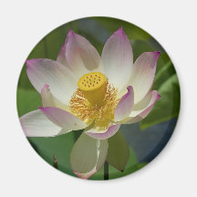 Flower Lily On Water Beautiful White Flower Fridge Magnets