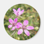 Flower Magnet