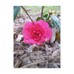 Flower of the Earth postcards