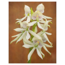 Flower - Orchid - A gift for you flyers