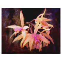 Flower - Orchid - Laelia - Midnight Passion flyers