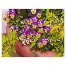 Flower - Pansy - Purple Posies .jpg flyers