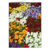 Flower Paradise Card