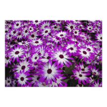 Flower pattern, Kuekenhof Gardens, Lisse, Photo