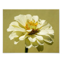 Flower Pedals 11 x 8.5 Photographic Print