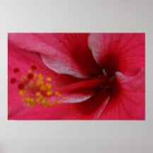 Flower Petals and Stamen Posters