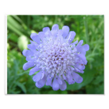 Flower Photo