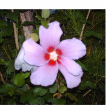 Flower Photo Cutout