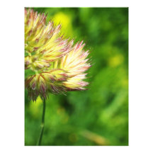 flower photo