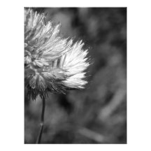flower photograph