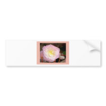 Flower-pink Begonia Bumper Stickers