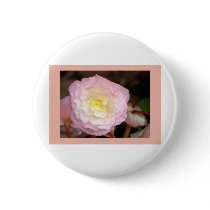 Flower-pink Begonia