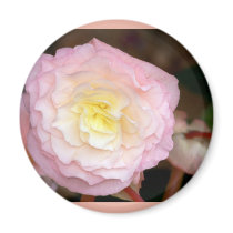 Flower-pink Begonia Magnets