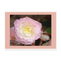 Flower-pink Begonia Postcards