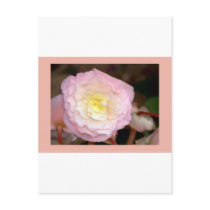 Flower-pink Begonia Post Card