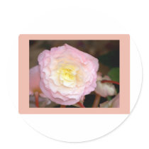 Flower-pink Begonia Round Sticker
