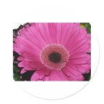 flower,pink gerber daisy round stickers