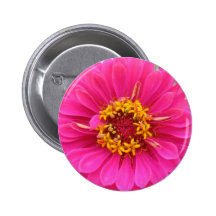 flower,pink state fair zinnia