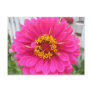 flower,pink state fair zinnia postcards
