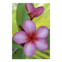 Flower, Plumeria sp.), South Pacific, Niue