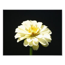 Flower Pop ! 11 x 8.5 Photographic Print