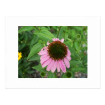 Flower Post Card