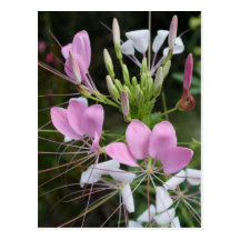 Flower Post Card