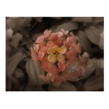 flower post cards