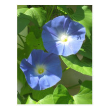 flower post cards