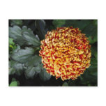 Flower Postcard