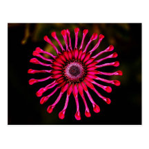 Flower postcard
