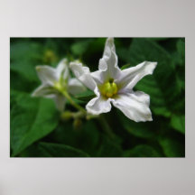 Flower poster