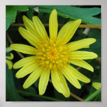 Flower Poster