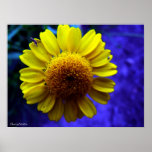 Flower Posters