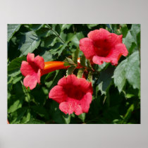 Flower Poster