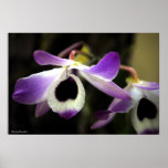 Flower Posters