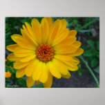 Flower Poster