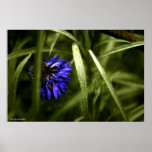 Flower Posters