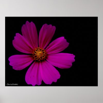 Flower Pôsteres by CHRIS_COSTEI