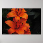 Flower Poster