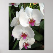 Flower Poster - 0675