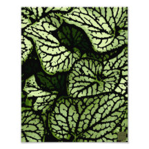 Flower Power in Green and Brown Photograph