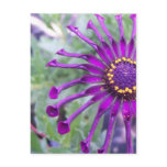 Flower Power Spider Purple Postcard