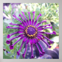 Flower Power Spider Purple Posters