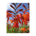 Flower power theme postcard