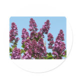 flower,purple lilac sticker